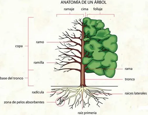 Arbol y sus parte - Imagui