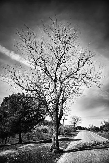 Un árbol de invierno B/N | Flickr - Photo Sharing!