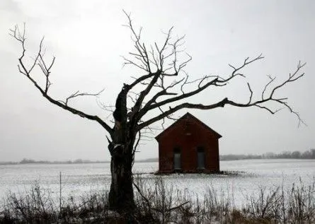 El Arbol en Invierno | Castalia