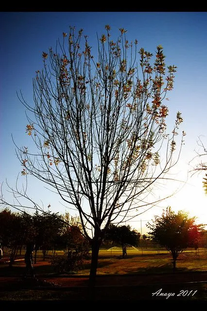 El Arbol de Invierno. | Flickr - Photo Sharing!