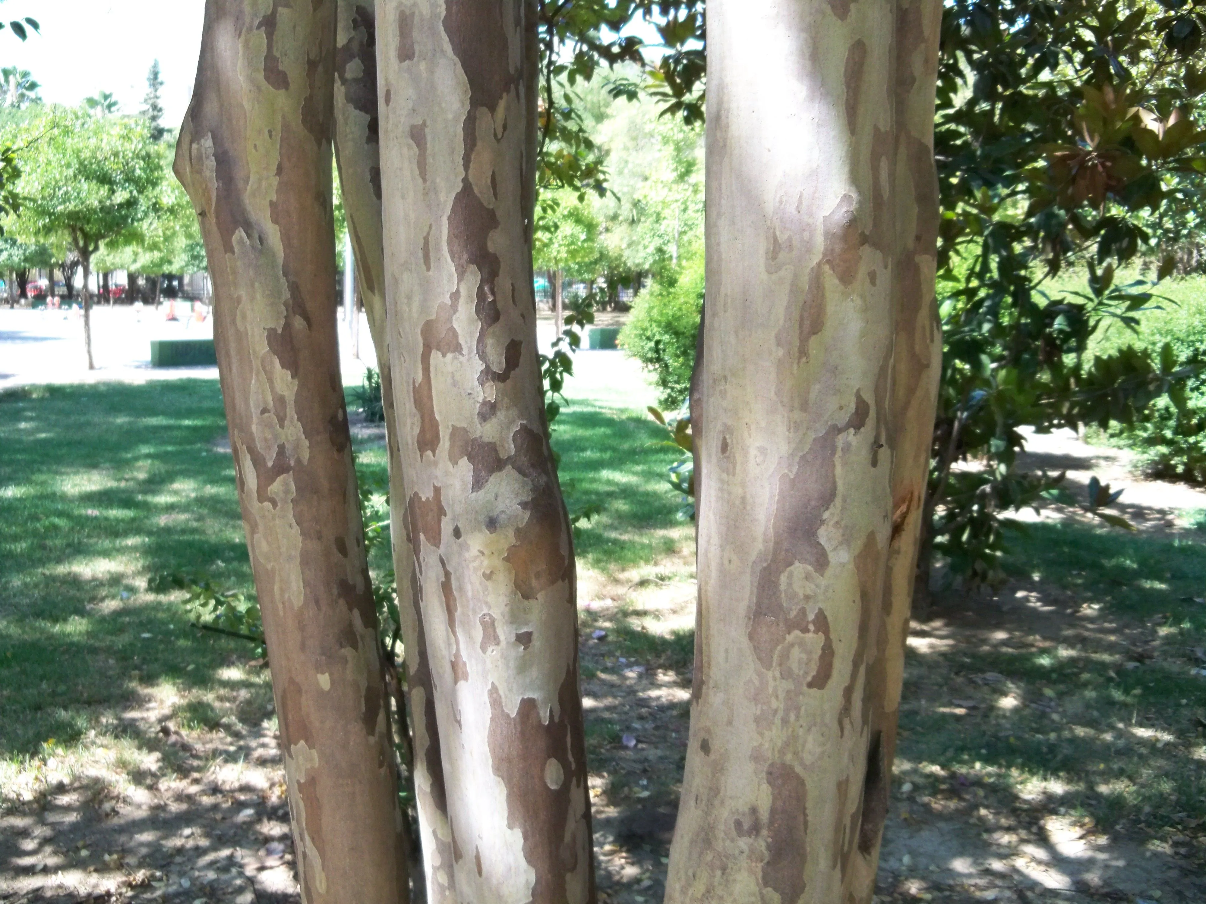 árbol de Júpiter | Asociación Amigos de los Jardines de la Oliva