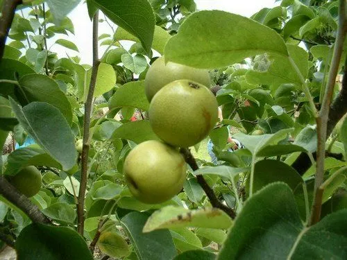 1 Arbol de manzana Golden delicious - Malus domestica - - THE ...