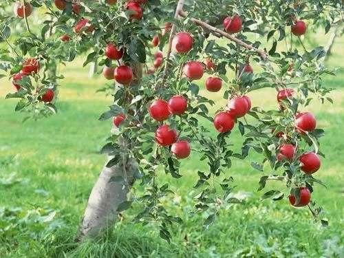 El arbol de manzana - Imagui