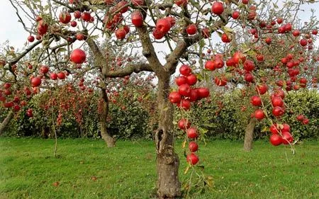 La semana de las frutas y verduras 01: La Manzana | BRAINSTOMPING