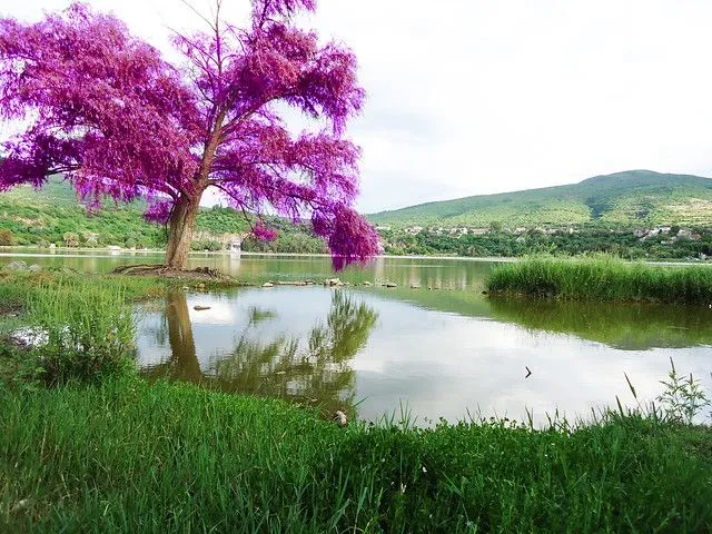 arbol morado | Flickr - Photo Sharing!