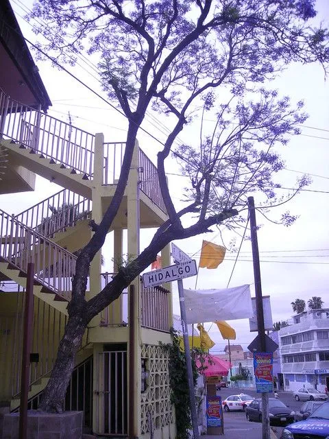 Arbol morado con fondo de escalera | Flickr - Photo Sharing!