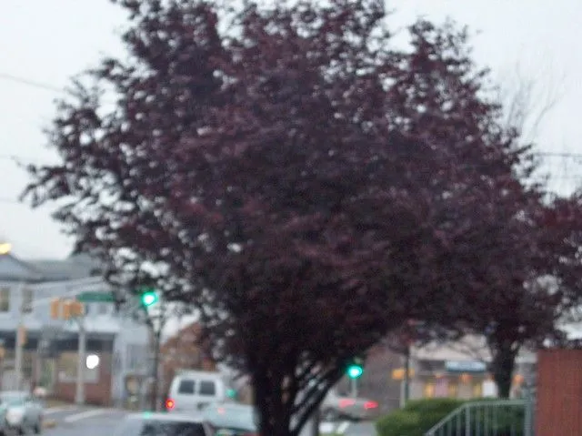 Arbol morado para mi Tiffany... Nj, USA. 2007 | Flickr - Photo ...