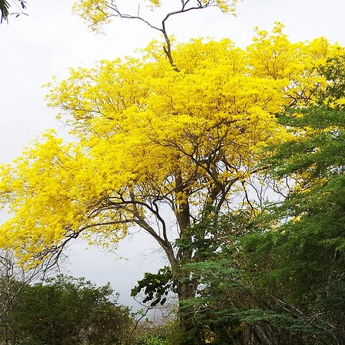 El Arbol Nacional De Guatemala Pictures