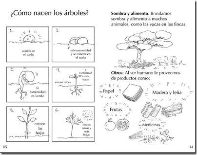 Arbol con sus partes para colorear - Imagui | ciencias | Pinterest ...