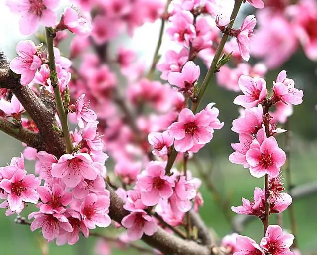 Árbol pequeño tamaño: recomendación - Foro de InfoJardín