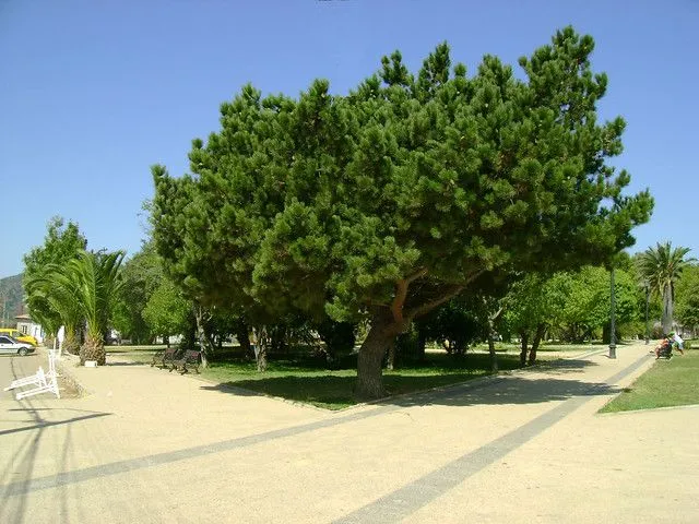 Árbol en Plaza de Papudo | Flickr - Photo Sharing!