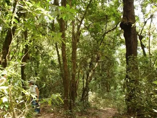 Día del Árbol y un poema de Antonio Machado | Escritos...(alguna vez)