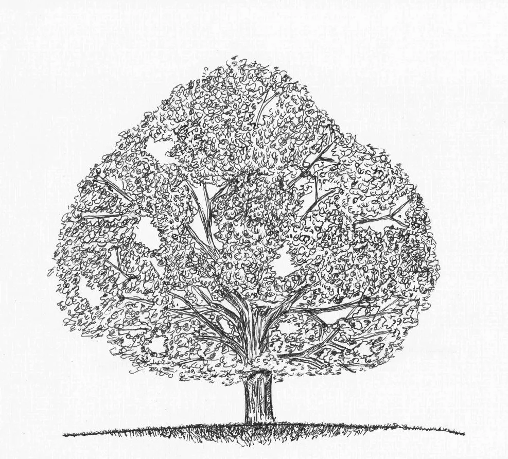 Dibujos arbol de cerezo tinta china - Imagui