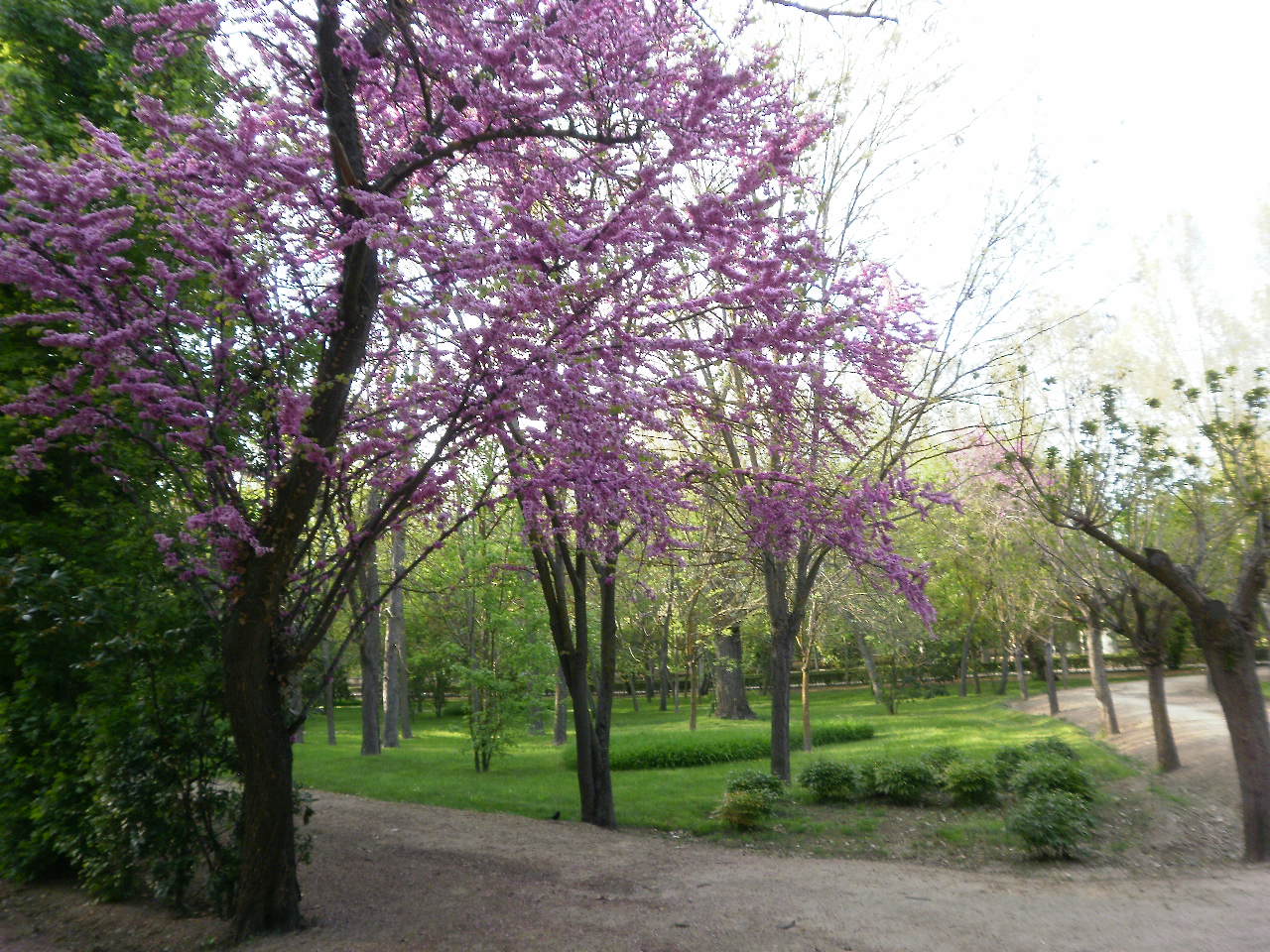 ÁRBOL: PRIMAVERA EN ARANJUEZ