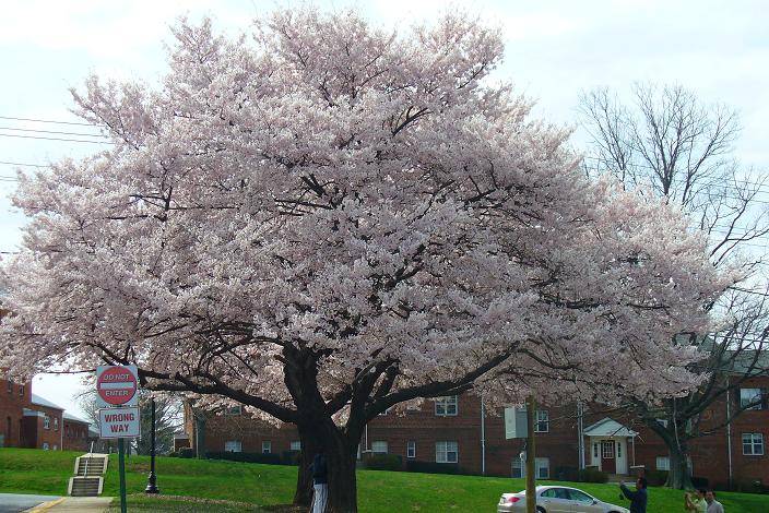 arbol de primavera Fernando Fernandez - Artelista.com