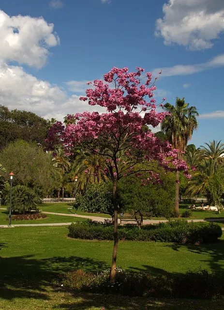 Arbol en primavera | fotos de Málaga Capital