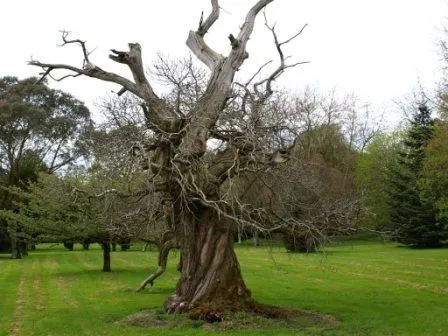 El árbol que no quería dar frutos | Sabiduria.