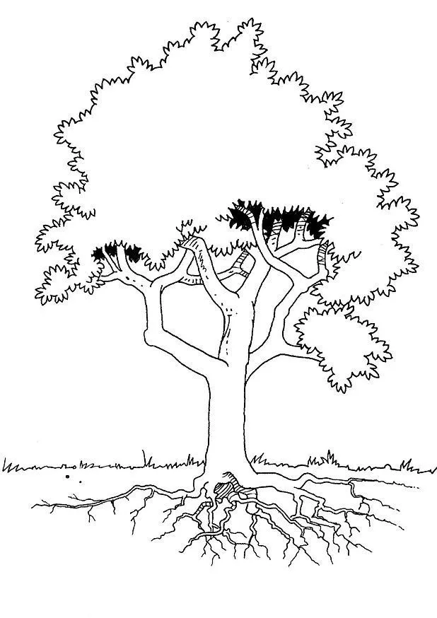 Árbol y raíces - Árboles - Just Color Niños : Dibujos para colorear para  niños