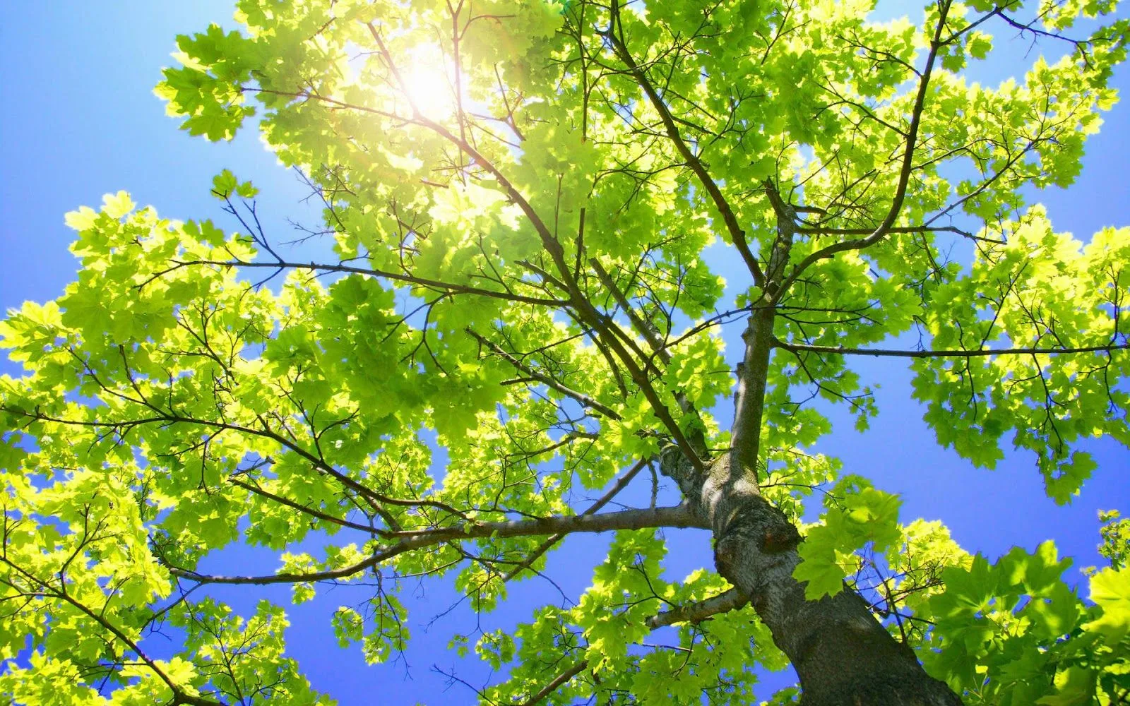 Árbol con Ramas Verdes - Fondos de Pantalla HD - Wallpapers HD