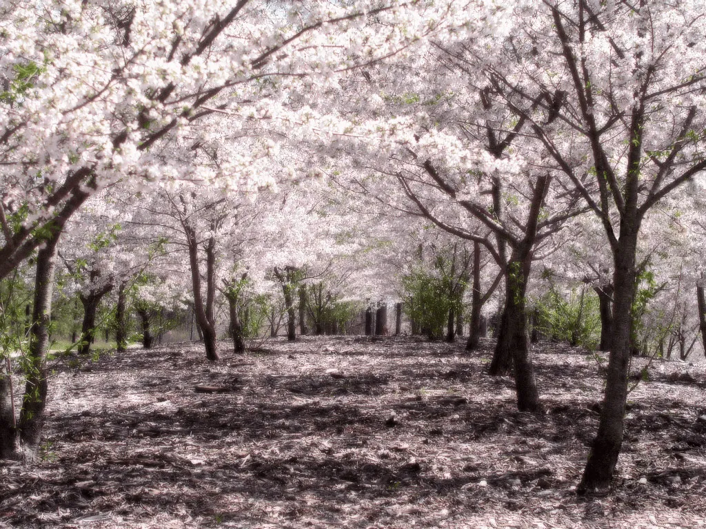 arbol de sakura