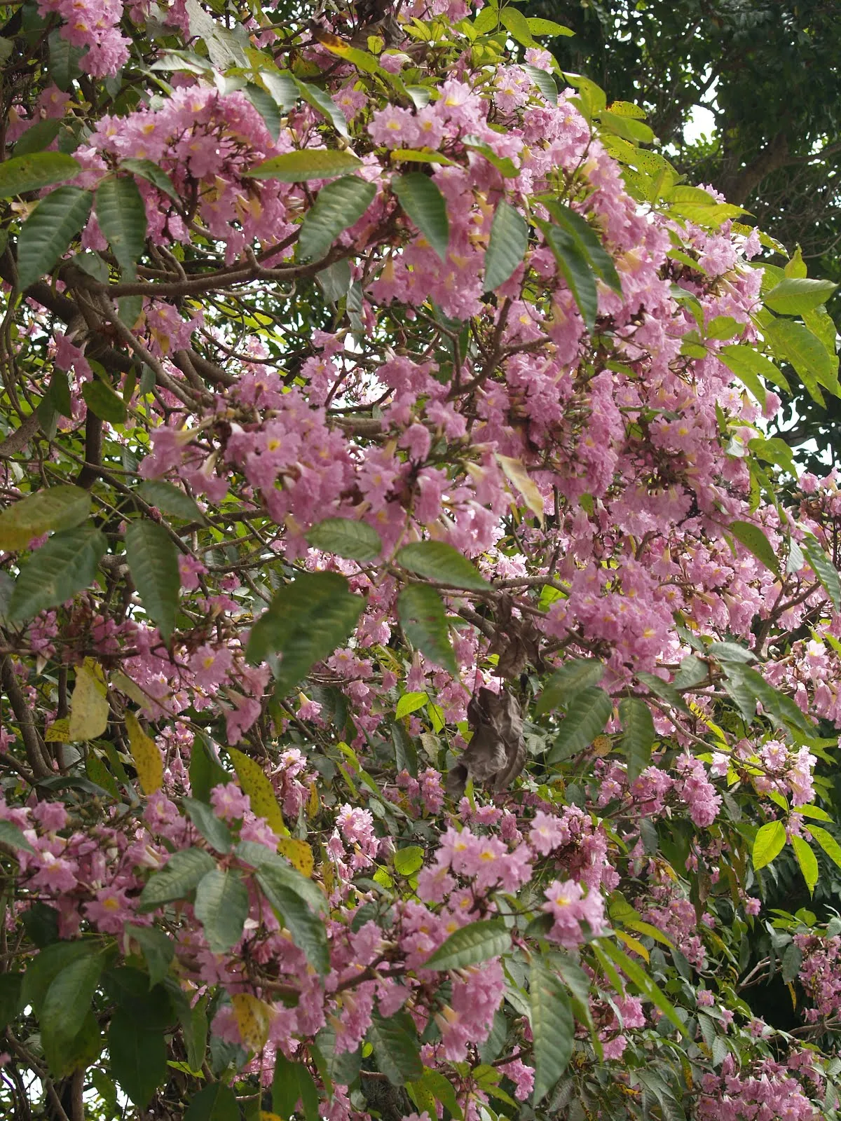 Arbol saman para colorear - Imagui