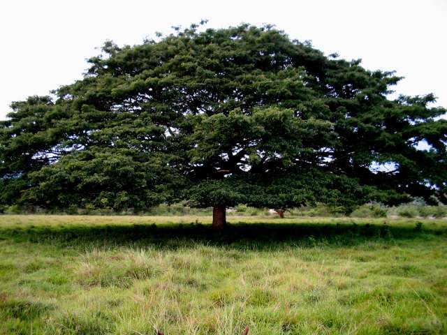 Que el arbol de Saman | FUNDACION FERNANDO JIMENEZ