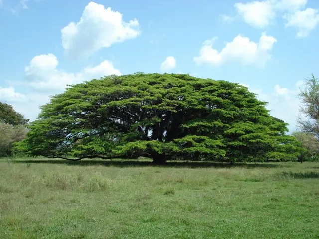 Arbol el saman - Imagui