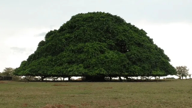 Arbol el saman - Imagui