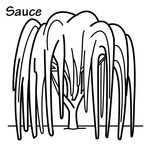 Arbol sauce para colorear - Imagui