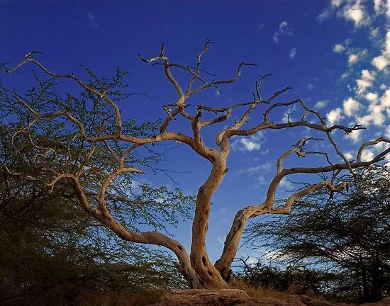 Arbol Seco, Cielo Azul" by Jacobo Merced | Redbubble