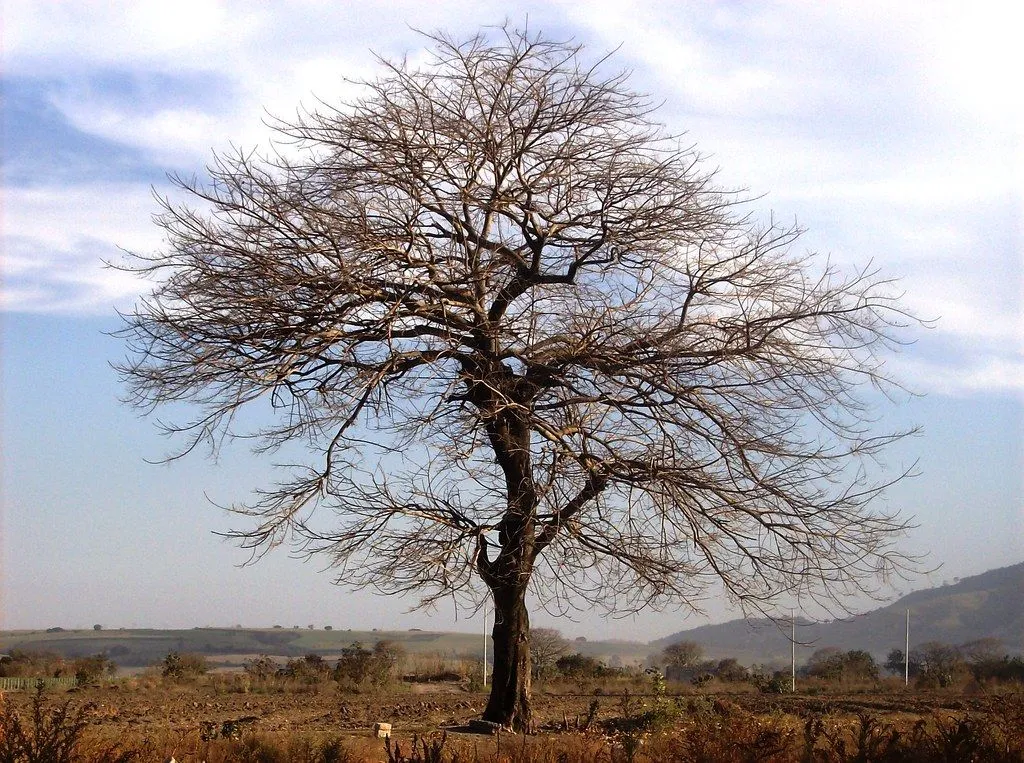 ARBOL SECO | Flickr - Photo Sharing!