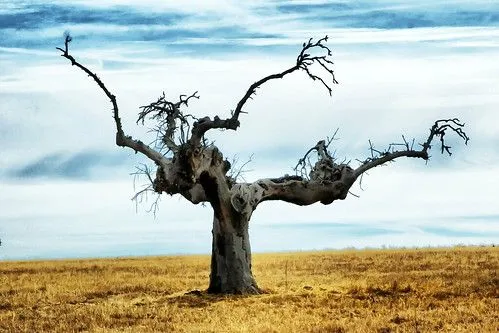 De un arbol seco - Imagui