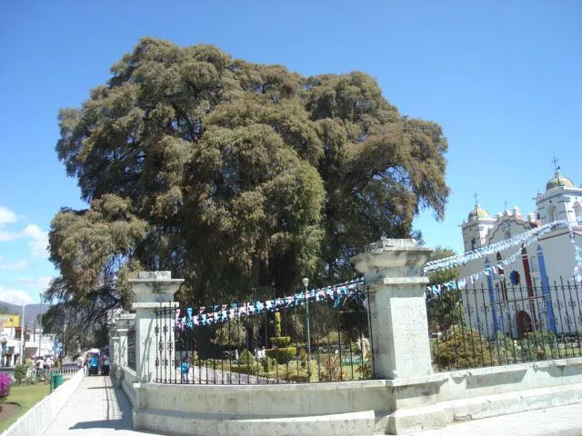 EL ARBOL DE STA. MARIA DEL TULE, Oaxaca, Galería de Fotos