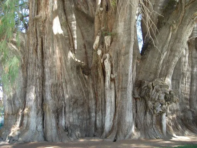 EL ARBOL DE STA. MARIA DEL TULE, Oaxaca, Galería de Fotos