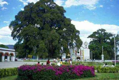 EL ARBOL DE STA. MARIA DEL TULE, Oaxaca, México