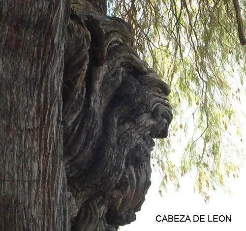 EL ARBOL DE STA. MARIA DEL TULE, Oaxaca, México