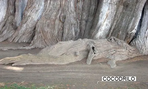 EL ARBOL DE STA. MARIA DEL TULE, Oaxaca, México