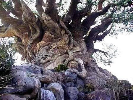 EL ARBOL DE STA. MARIA DEL TULE, Oaxaca, México