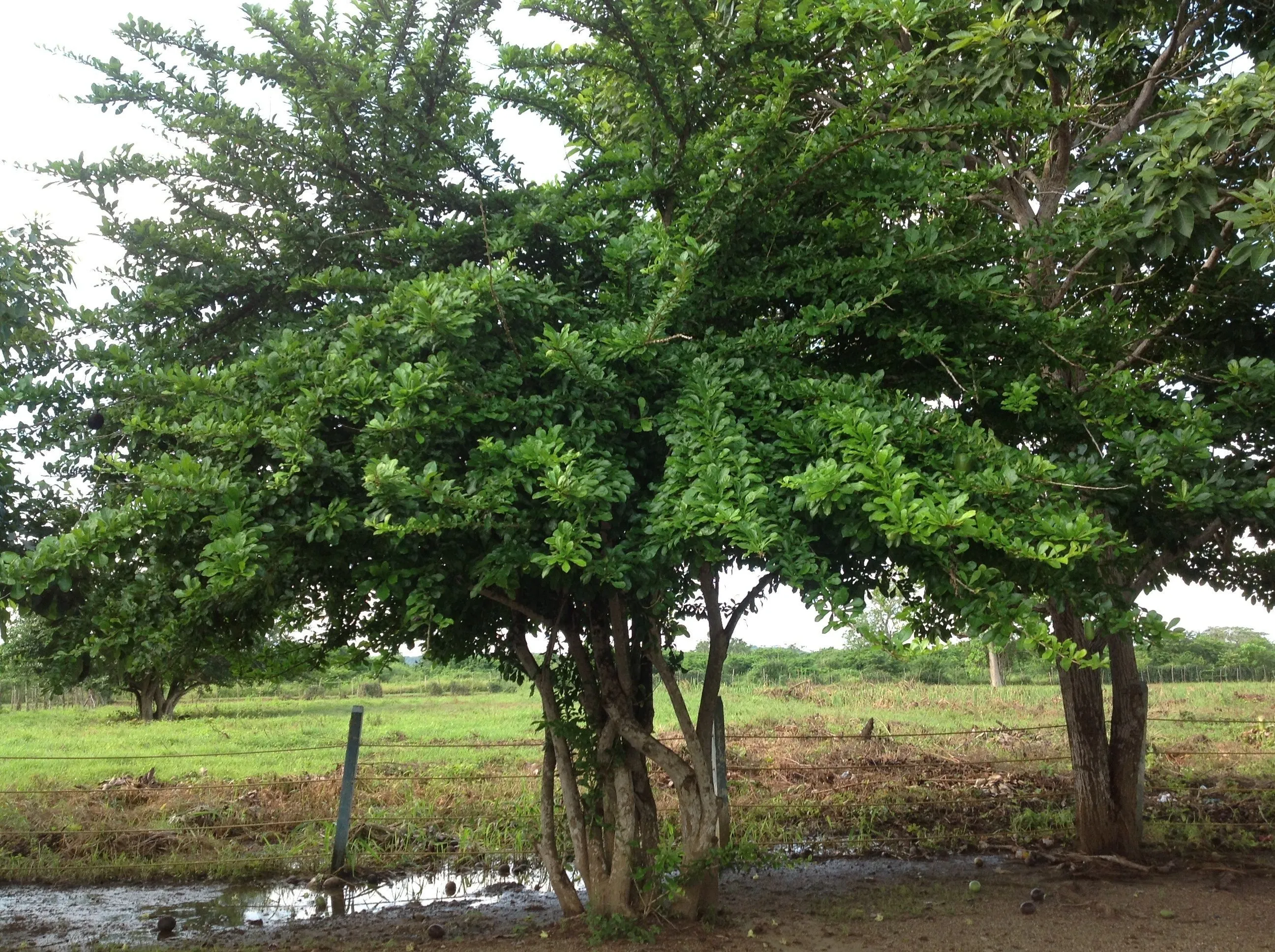 Árbol del totumo completo | Arboles, Naturaleza, Regalos de dios