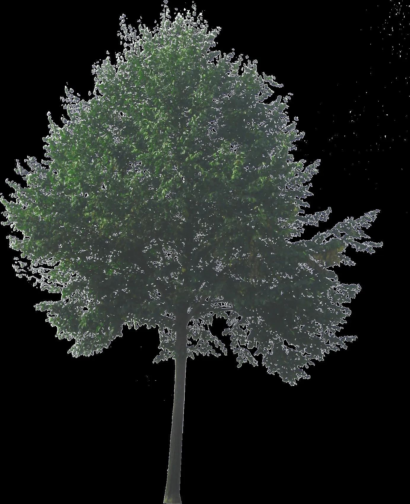 Arbol.png - Imagui