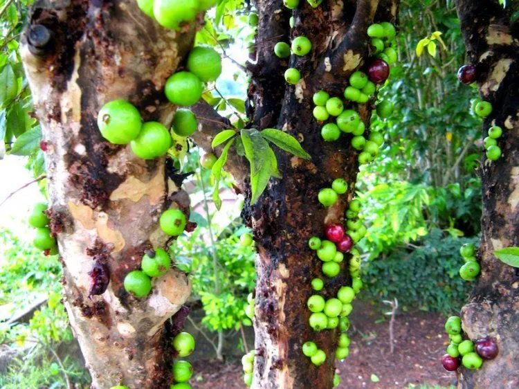 El Árbol Uva o Jabuticaba