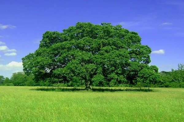 Árbol verde y frondoso (1709)