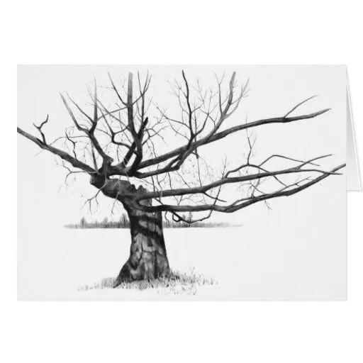 ÁRBOL VIEJO GNARLY: ARTE DEL REALISMO DEL LÁPIZ TARJETON de Zazzle.