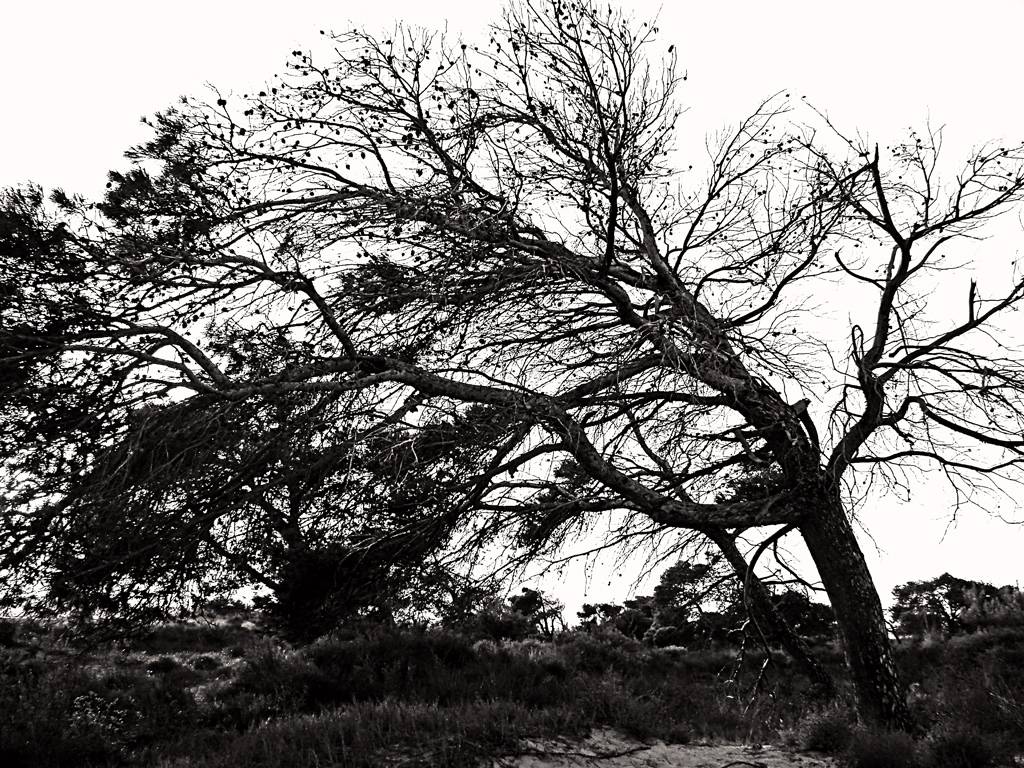 Arboles en blanco y negro - Imagui