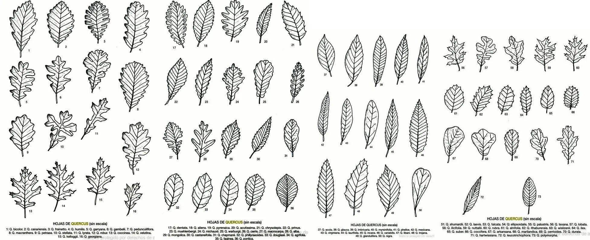 arboleon / Robles (Quercus humilis y robur)