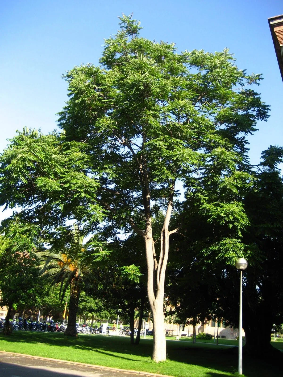 Árboles con alma: Ailanto. Árbol del cielo. Vernis del Japó ...