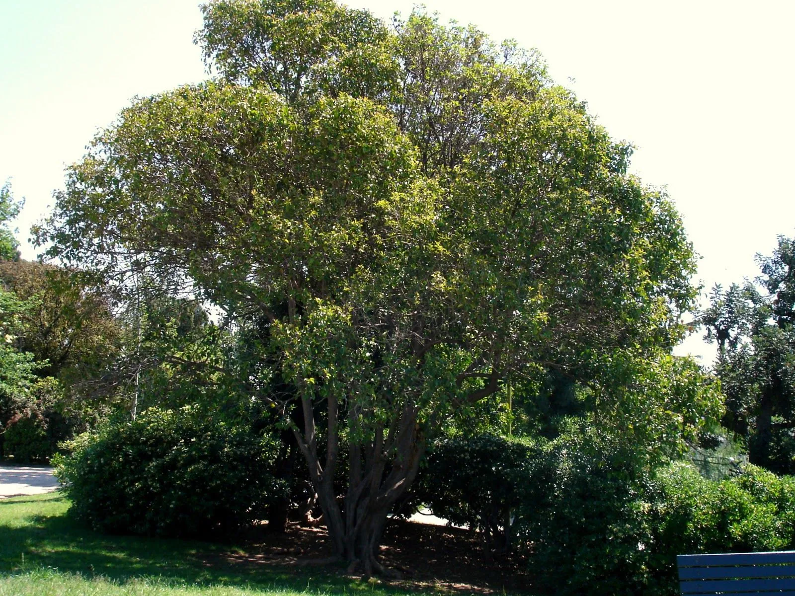 Árboles con alma: Aligustre de China (Ligustrum lucidum)