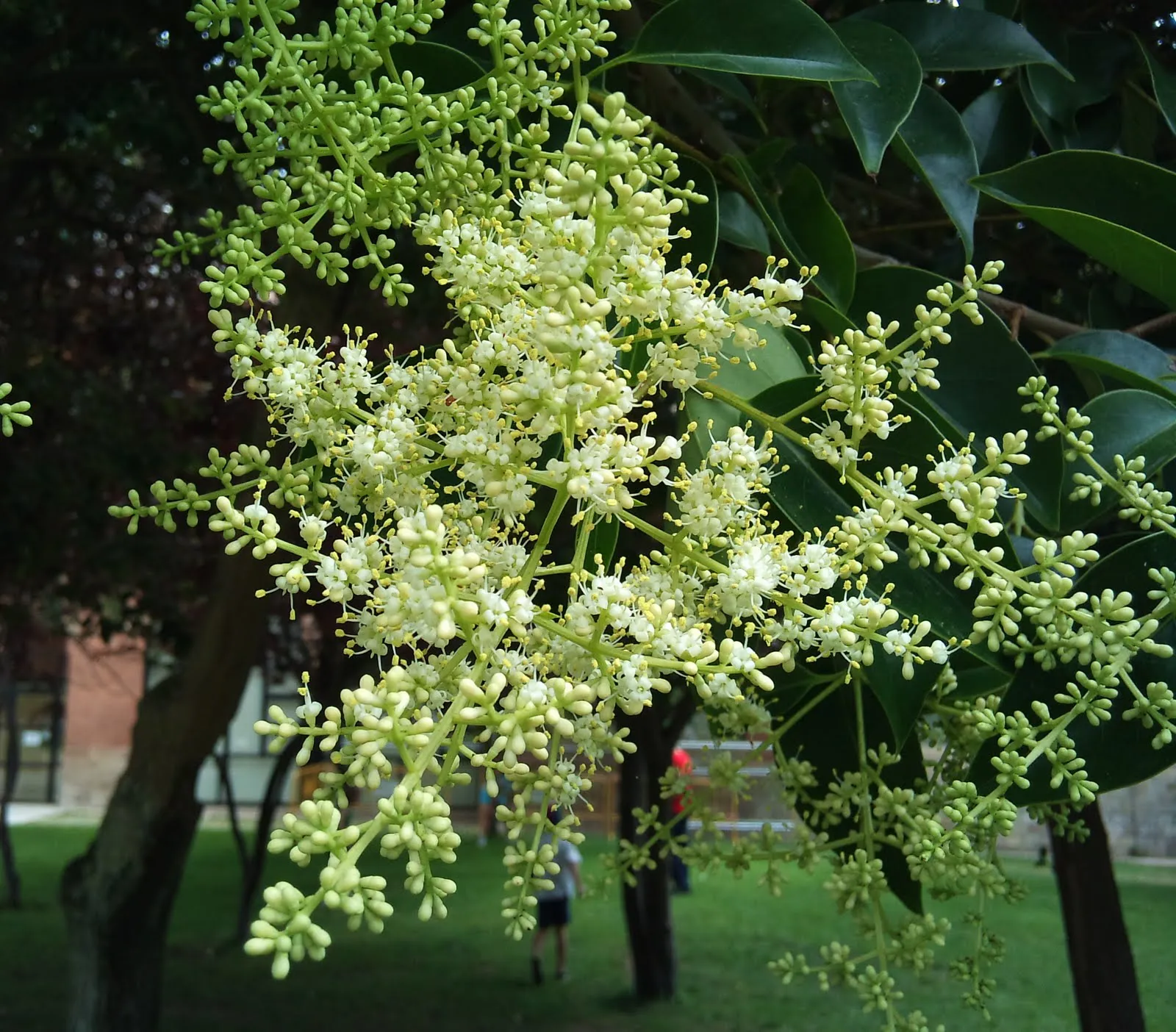 Árboles con alma: Aligustre de China (Ligustrum lucidum)