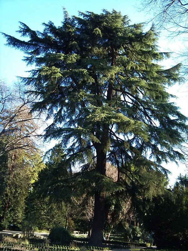 Árboles con alma: Cedro del Himalaya. Cedre. (Cedrus deodora)