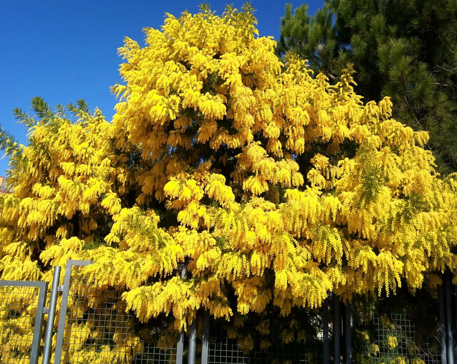 Árboles con alma: Mimosa... (